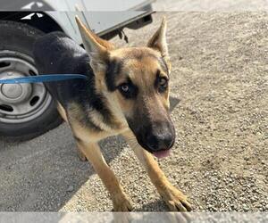 German Shepherd Dog Dogs for adoption in Bakersfield, CA, USA