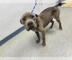 Mutt Dogs for adoption in Visalia, CA, USA