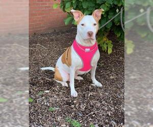 American Pit Bull Terrier Dogs for adoption in Crystal Lake , IL, USA