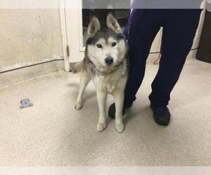 Siberian Husky Dogs for adoption in Riverside, CA, USA