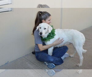 Great Pyrenees-Unknown Mix Dogs for adoption in McKinney, TX, USA