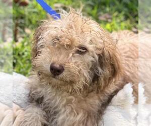 Labrador Retriever-Unknown Mix Dogs for adoption in Yardley, PA, USA