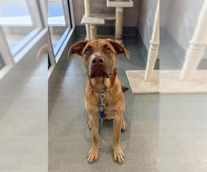 Shepradors Dogs for adoption in Baytown, TX, USA