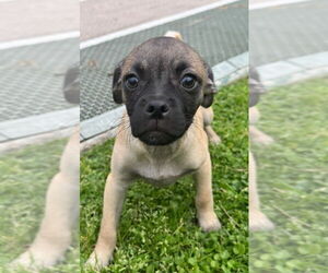 Pug-Shih Tzu Mix Dogs for adoption in San Diego, CA, USA