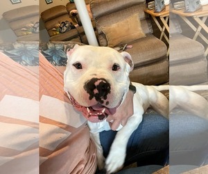 American Staffordshire Terrier-Bulldog Mix Dogs for adoption in Chester, VA, USA