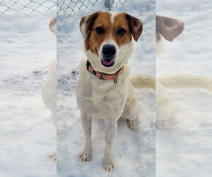 American Foxhound-Unknown Mix Dogs for adoption in Rockaway, NJ, USA