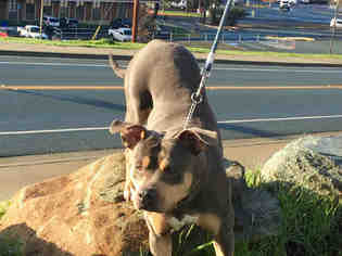 American Pit Bull Terrier Dogs for adoption in South Lake Tahoe, CA, USA