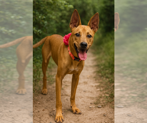 Labrador Retriever-Unknown Mix Dogs for adoption in Phoenix, AZ, USA