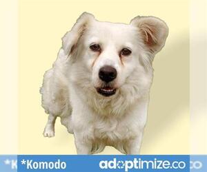 American Eskimo Dog Dogs for adoption in Long Beach, CA, USA