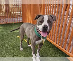 American Pit Bull Terrier-Unknown Mix Dogs for adoption in Las Vegas, NV, USA