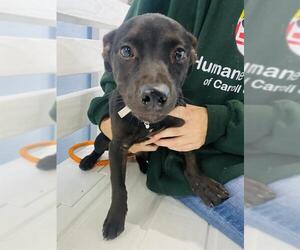 Labrador Retriever-Unknown Mix Dogs for adoption in Westminster, MD, USA