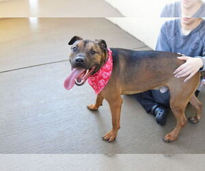 American Staffordshire Terrier-Unknown Mix Dogs for adoption in McKinney, TX, USA