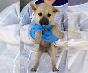 Labrador Retriever Dogs for adoption in Conroe, TX, USA