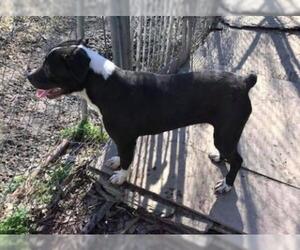 American Pit Bull Terrier-Unknown Mix Dogs for adoption in Brighton, TN, USA