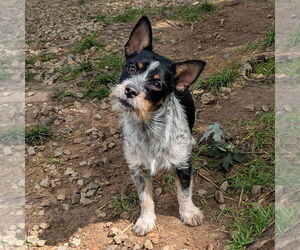 Mutt Dogs for adoption in Vail, AZ, USA