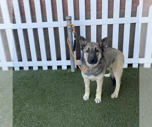 German Shepherd Dog Dogs for adoption in Modesto, CA, USA