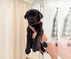 Huskies -Labrador Retriever Mix Dogs for adoption in Holly Springs, NC, USA