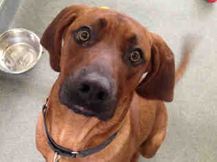 Redbone Coonhound Dogs for adoption in Pittsburgh, PA, USA