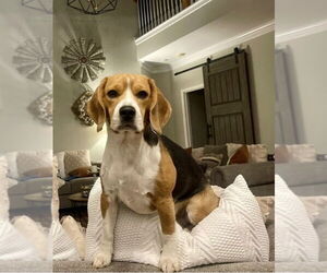Beagle Dogs for adoption in Mooresville, NC, USA