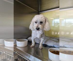 Maltipoo Dogs for adoption in Rockwall, TX, USA