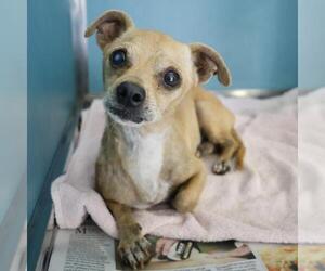 Chihuahua-Unknown Mix Dogs for adoption in San Antonio, TX, USA