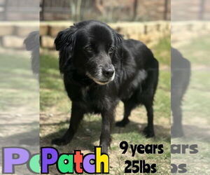 Spaniel-Unknown Mix Dogs for adoption in Woodbury, NY, USA