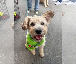 Cairn Terrier-Unknown Mix Dogs for adoption in Newport Beach, CA, USA