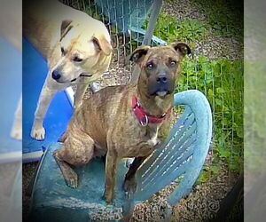 Feist Terrier-Unknown Mix Dogs for adoption in Piedmont, MO, USA