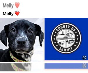 Labrador Retriever Dogs for adoption in Akron, OH, USA