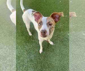 Jack Chi Dogs for adoption in Tempe , AZ, USA