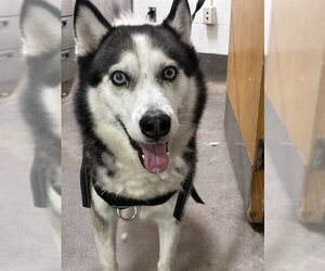 Siberian Husky Dogs for adoption in Forestville, MD, USA