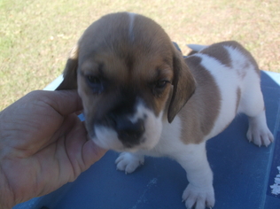 Medium Photo #1 Beabull Puppy For Sale in Bonifay, MO, USA