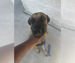 German Shepherd Dog-Unknown Mix Dogs for adoption in Houston, TX, USA