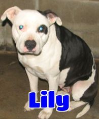 American Staffordshire Terrier Dogs for adoption in Lawrenceburg, KY, USA