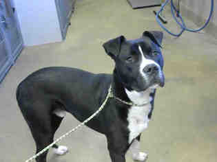 Bullboxer Pit Dogs for adoption in Sacramento, CA, USA