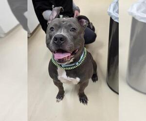 Mutt Dogs for adoption in Center Township, PA, USA