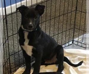Black and Tan Coonhound-Labrador Retriever-Labrador Retriever Mix Dogs for adoption in New Hampton, NY, USA