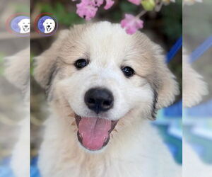 Great Pyrenees Dogs for adoption in Spring, TX, USA