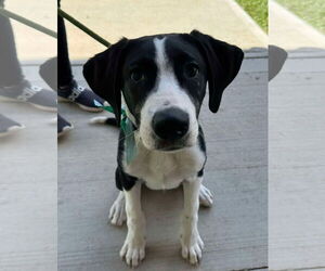 Australian Shepherd-Unknown Mix Dogs for adoption in Germantown, OH, USA