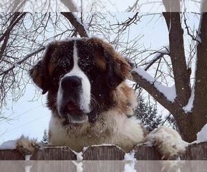 Saint Bernard Dogs for adoption in Pequot Lakes, MN, USA