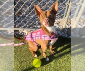 American Pit Bull Terrier-Unknown Mix Dogs for adoption in Newton, NC, USA