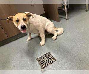 Labrador Retriever-Unknown Mix Dogs for adoption in Baytown, TX, USA