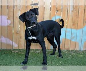 Labrador Retriever Dogs for adoption in West Valley, UT, USA