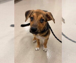 German Shepherd Dog-Unknown Mix Dogs for adoption in Baytown, TX, USA