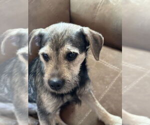 Mutt Dogs for adoption in Salt Lake City, UT, USA