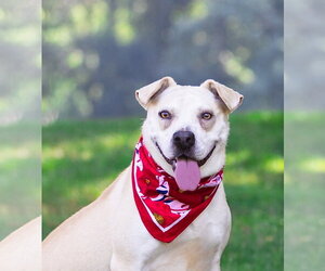 Labrador Retriever-Unknown Mix Dogs for adoption in Unionville, PA, USA