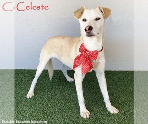 Mutt Dogs for adoption in San Diego, CA, USA