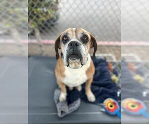 Boxer-Unknown Mix Dogs for adoption in Chula Vista, CA, USA