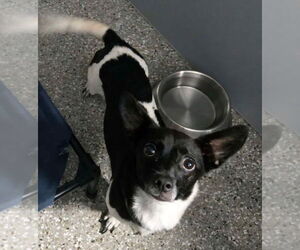 Chiweenie Dogs for adoption in Greenbelt, MD, USA