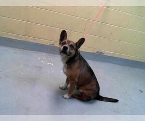American Pit Bull Terrier-Australian Cattle Dog Mix Dogs for adoption in Tulsa, OK, USA